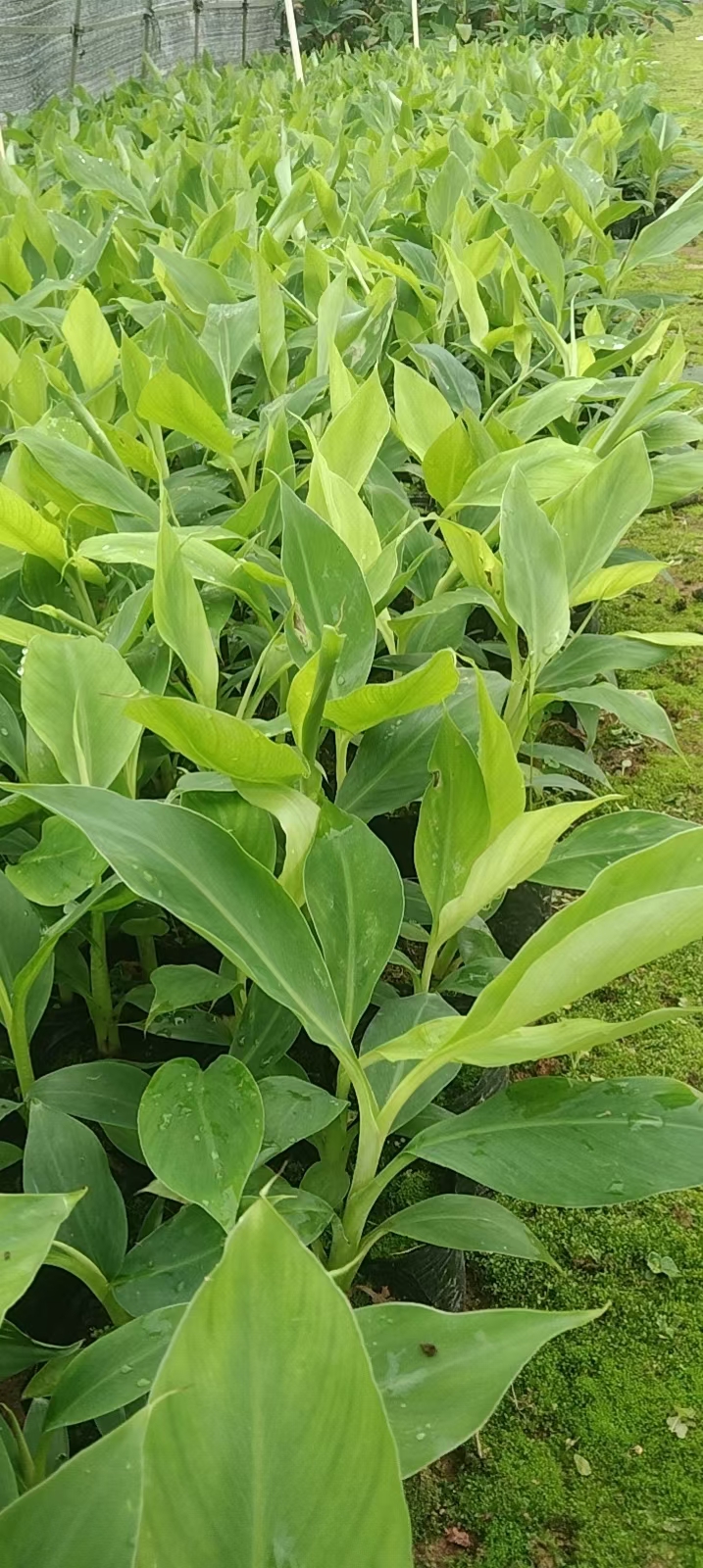 小米蕉苗  粉蕉苗  金粉一號 威廉B6香蕉苗