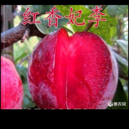 芷江县杏李苗红香妃李苗九月晚熟红皮红肉大果味甜浓香早产丰产现挖包邮