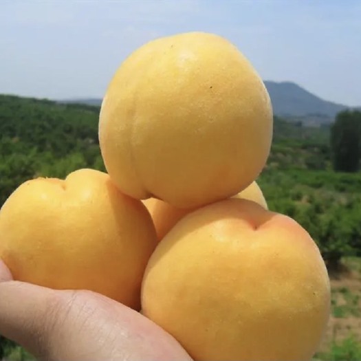 光山县基地直销，套袋黄金蜜1号黄桃5月25号上市，黄皮黄肉纯甜