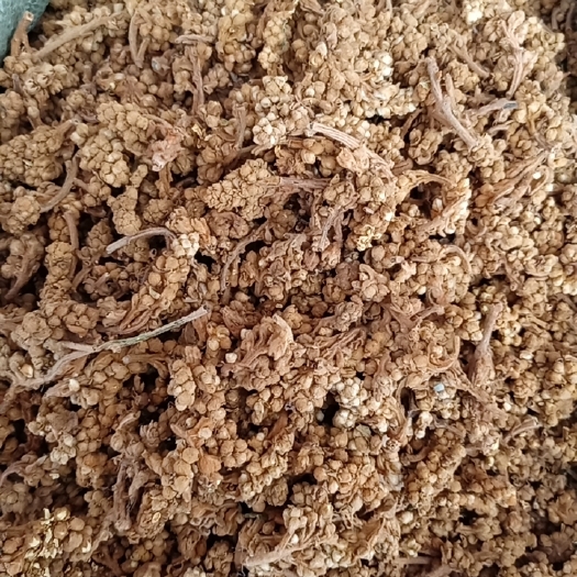 枇杷花新货枇杷花