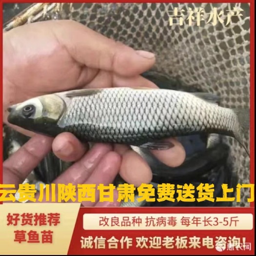 蓬溪县鱼苗 改良新一代草鱼苗 抗病毒 规格齐全