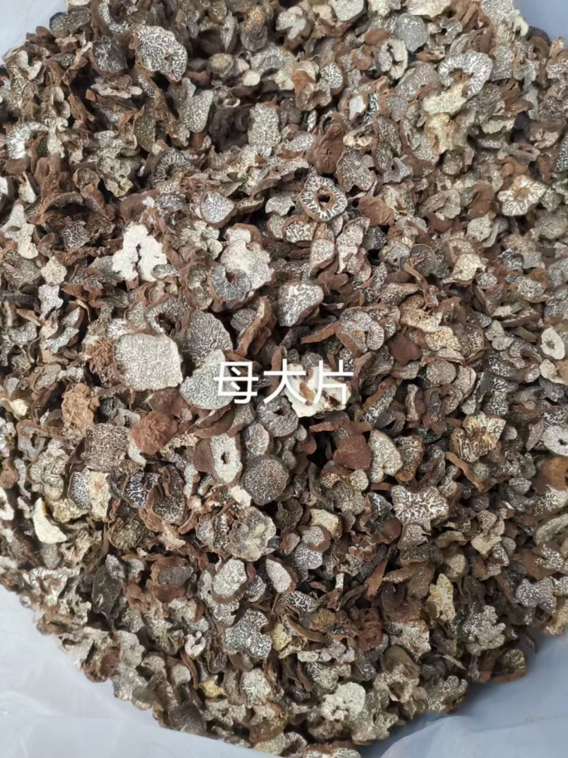 云南松露块菌猪拱菌产地大量批发