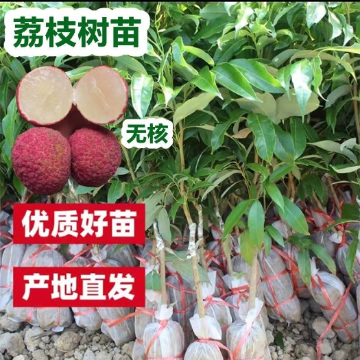 灵山县荔枝树苗嫁接苗南方北方新品种无核荔枝苗当年结果带土带叶