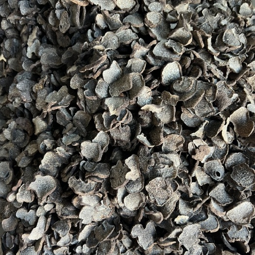 昆明云南松露块菌猪拱菌产地大量批发