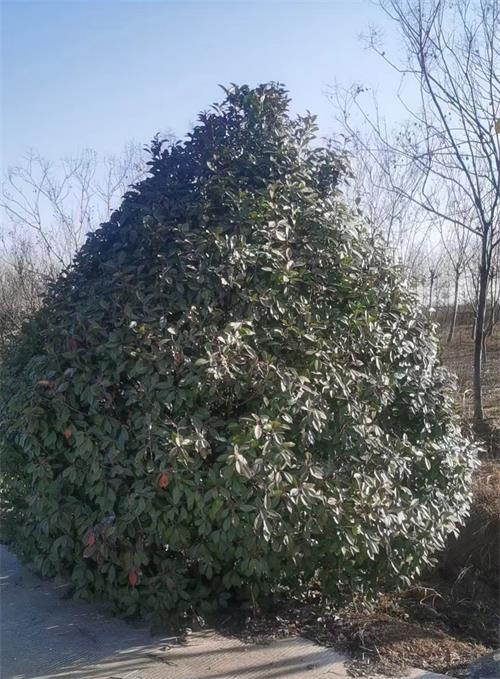 肥西县3米丛生石楠树，红叶石楠树基地
