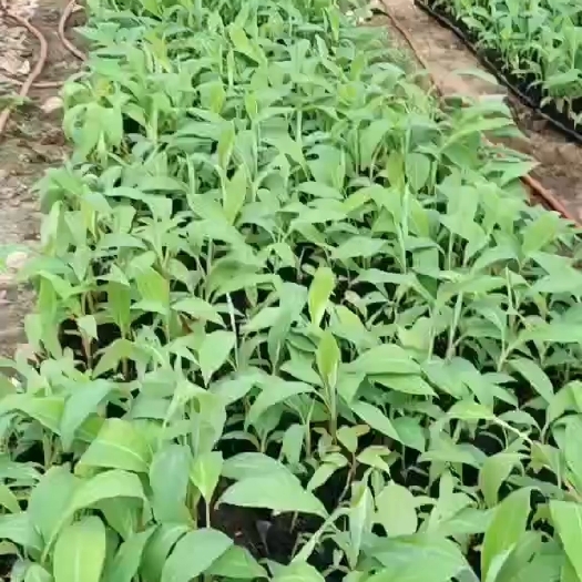 河口县香蕉苗