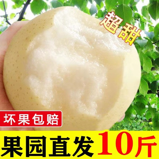 广州【河北皇冠梨】新鲜梨子9斤整箱砀山梨脆甜当季水果雪梨批