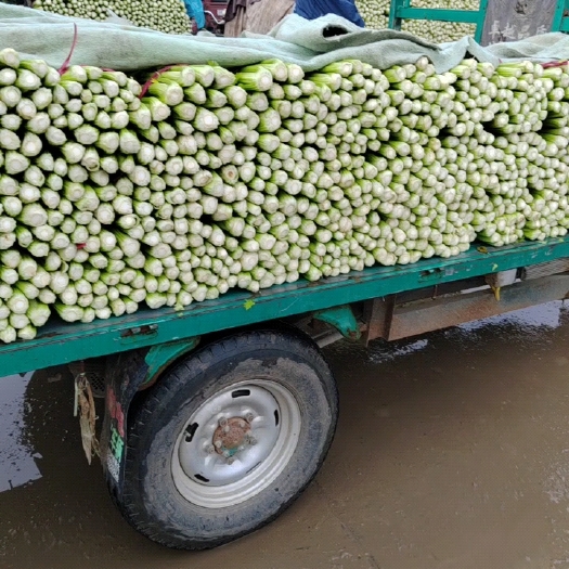 邯郸基地暖棚优质芹菜大量上市中！