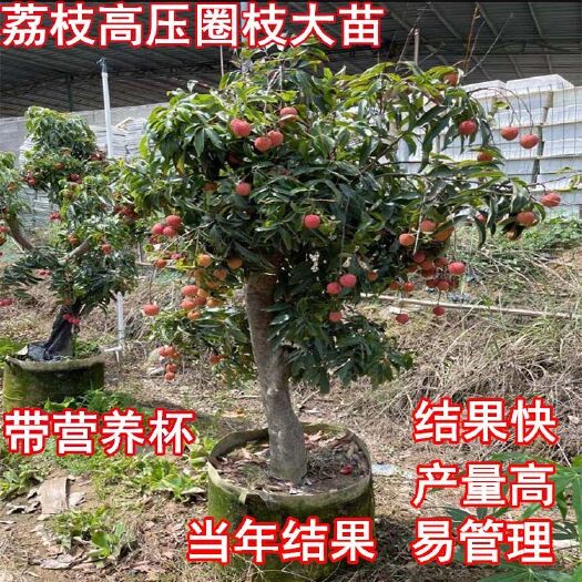 灵山县新品种冰荔无核荔枝树苗高压圈荔枝大苗南方种植带土带叶当年结果