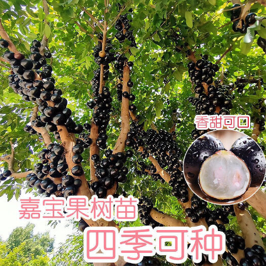 灵山县嘉宝果树果苗四季嘉宝果苗树葡萄苗早生果树苗当年结果苗