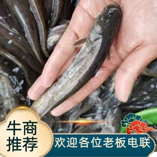 佛山南方大口鲶鱼苗/河鲶鱼苗/土鲶鱼/六须鲶鱼/渔场直供，技术指