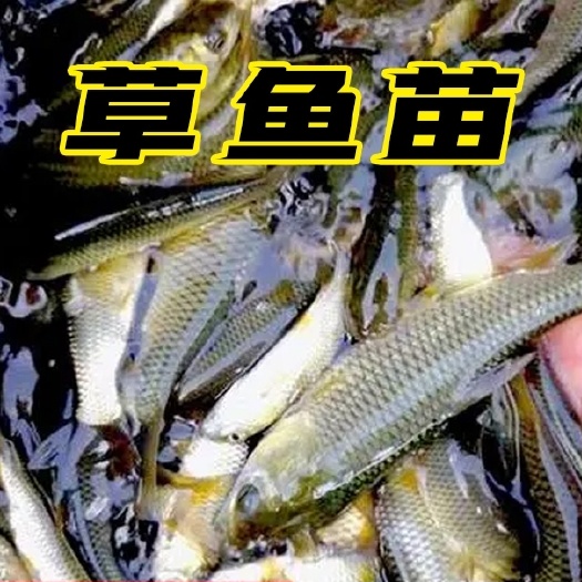 建湖县草鱼苗