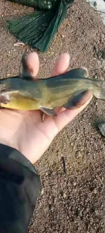 大悟县黄骨鱼
