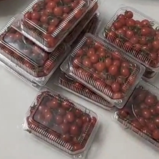平度市平度圣女果，品种釜山88，首尔红等