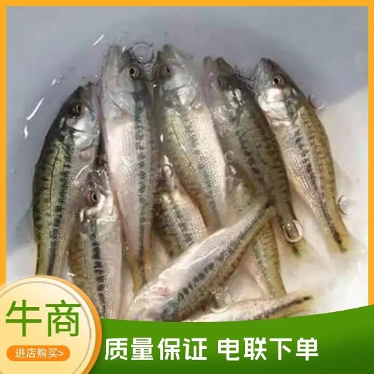 一诺千金/加州鲈鱼苗/大口鲈/宝石鲈淡水养殖活体（包邮）
