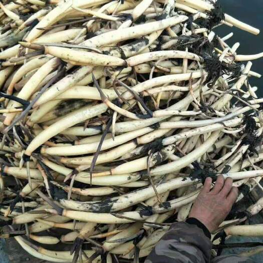 安新县荷花，出淤泥而不染，主要种植在湿地园里，公园，河道美丽乡村。