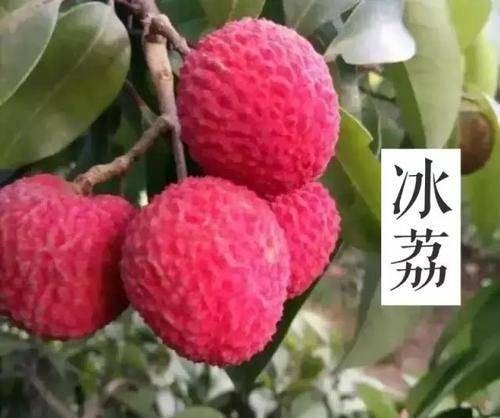灵山县冰荔苗 冰荔嫁接苗 新品种 果子青甜色泽靓丽 耐存 冰荔苗