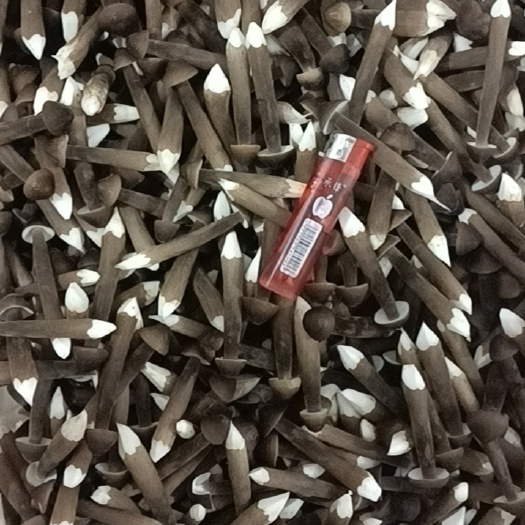 产地湖南江华，黑皮鸡枞菌基地，常年全国发货，一手货源保证质量