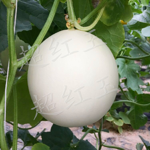 哈尔滨超红玉白皮红肉厚皮甜瓜种子200粒/袋