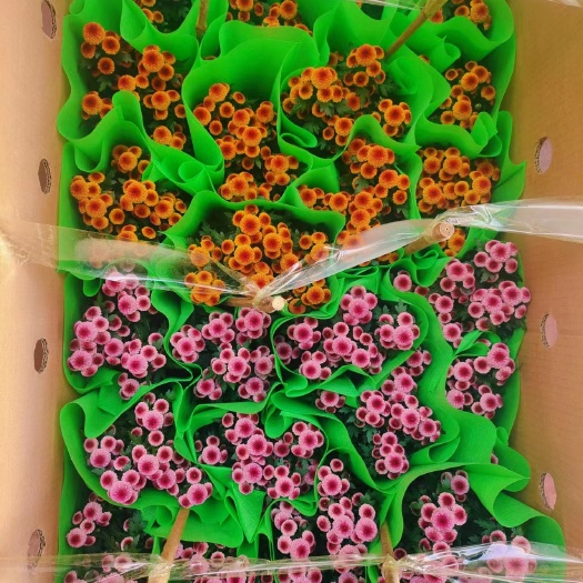 昆明纽扣菊（花型类似珠玉之卵）
