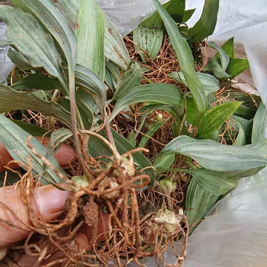 峨边县黄精苗产量高成活率好有几十百万棵卖