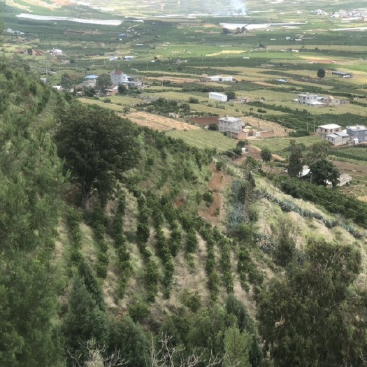 宾川县果园土地转包，25亩，包8年，沃柑，晚芦水电路三通，交通方便