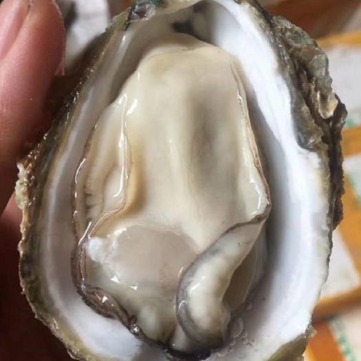 阳西县湛江蚝 阳江蚝批发，规格中蚝，产地直发，全国发货。保质