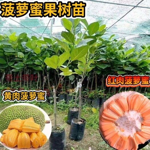 灵山县木菠萝蜜树苗嫁接菠萝苗马来西亚1号泰国8号12号黄肉红肉菠萝