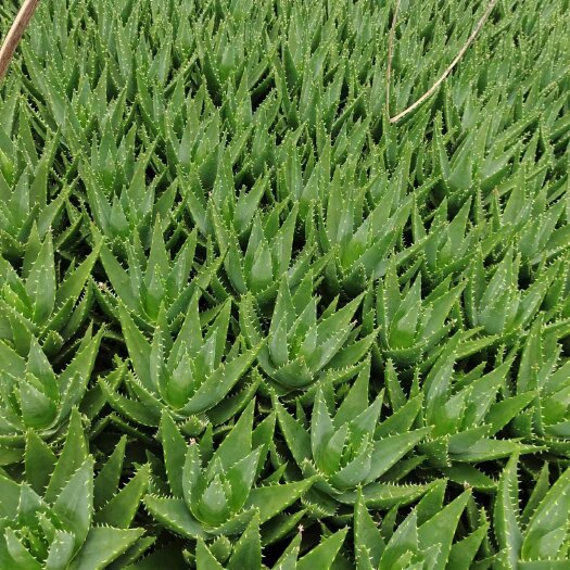 肥东县芦荟种植基地