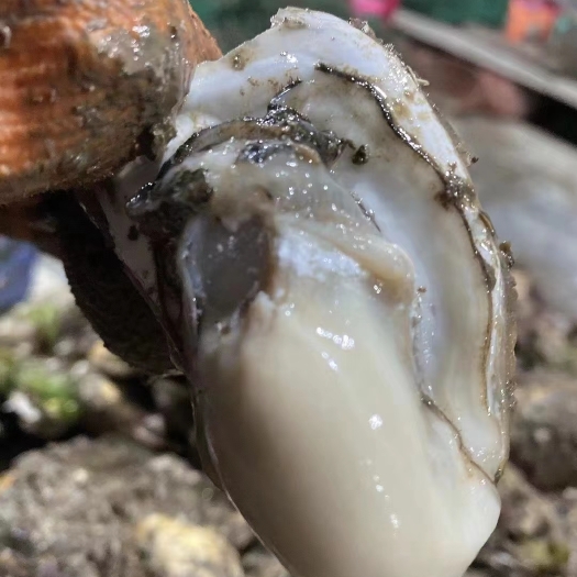 阳西县广东鲜活生蚝，规格小蚝，鲜活水产，货源充足稳定