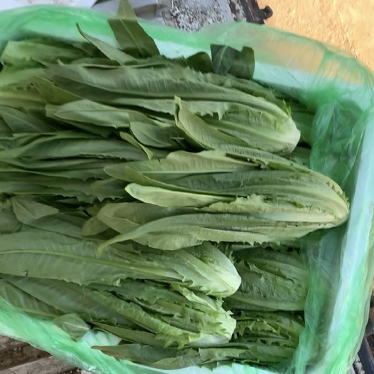 邯郸油麦菜
