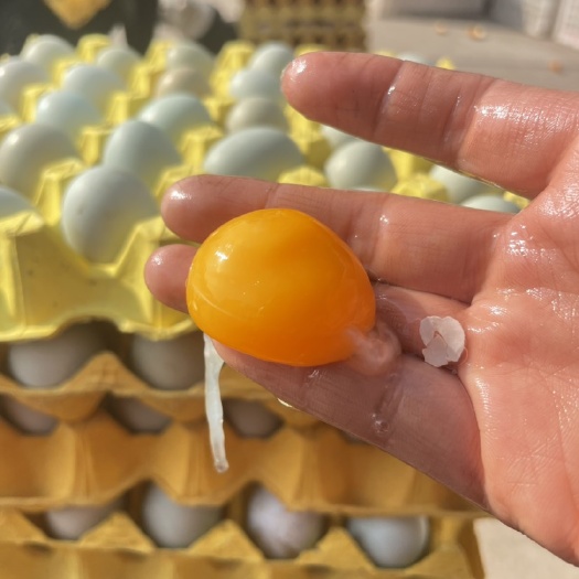 钟祥市粉壳、绿壳混装湖北钟祥农村自家养殖散养玉米粮食喂养跑山土鸡蛋