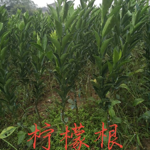 容县新会柑苗（茶枝柑）红柠檬头嫁接优质苗 基地发货 一手苗头