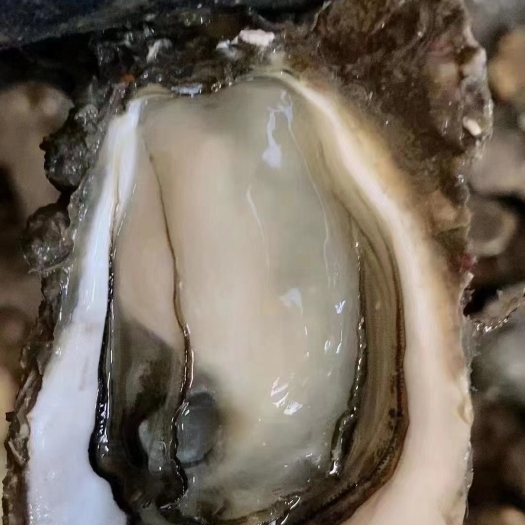 阳西县湛江蚝 阳江蚝批发，有大中小规格，产地直发，全国发货。保质
