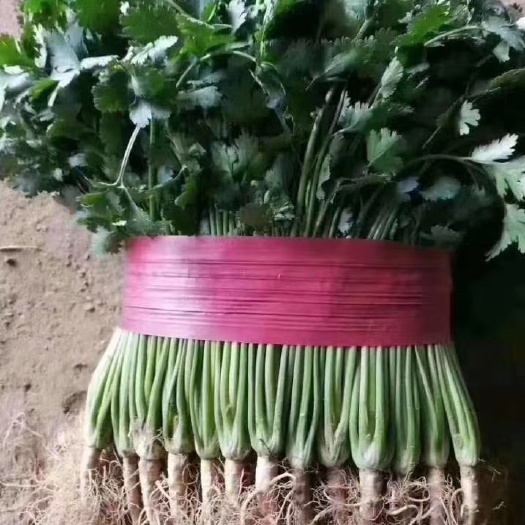 聊城香菜货源