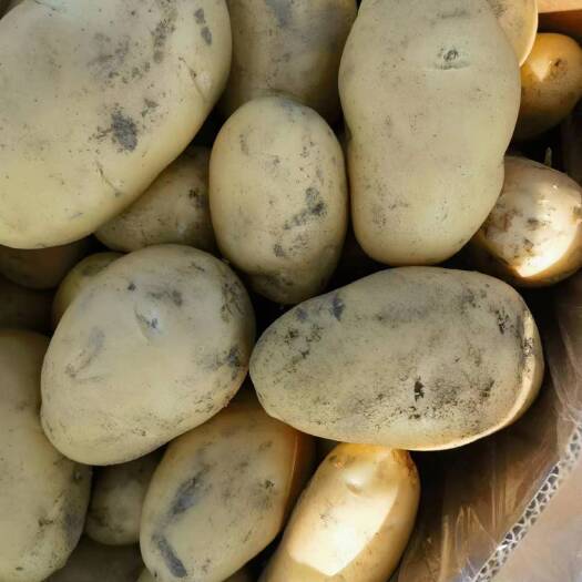 寻甸县盈江金豆