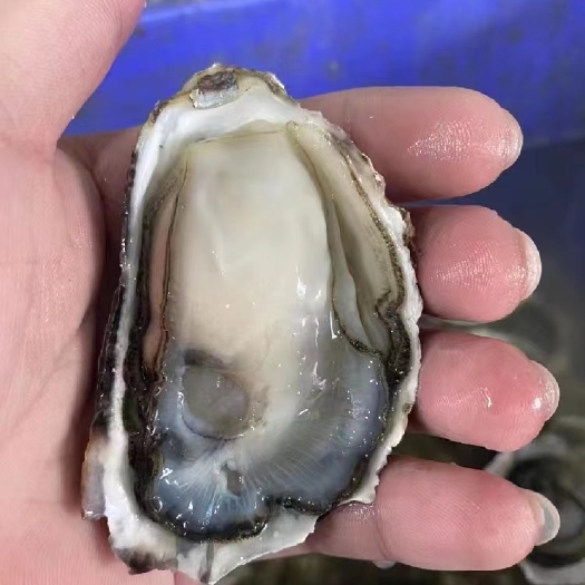 阳西县湛江蚝 阳江蚝批发，有大中小规格，产地直发，全国发货。保质