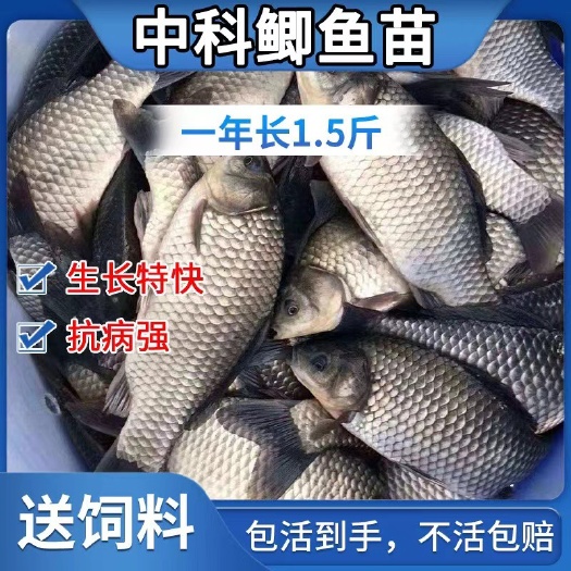 大品种淡水养殖活体鲫鱼，包技术