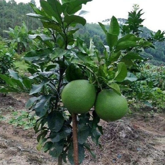 灵山县泰国红宝石青柚树苗嫁接柚子苗盆栽地栽种植大苗产量高当年结果