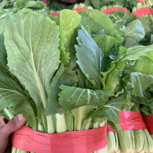 邯郸小白菜，