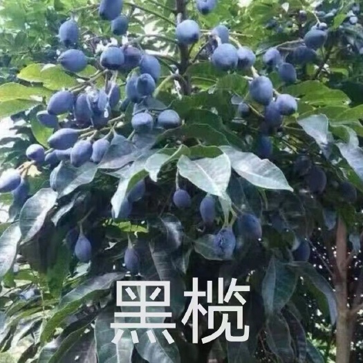 灵山县橄榄苗果树苗乌橄榄黑橄榄嫁接苗橄榄树苗带叶带土当年结果