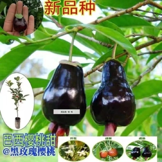 灵山县巴西樱桃树苗黑玫瑰樱桃盆栽地栽绿植花卉四季南北方种植当年结果
