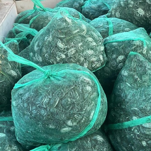 常熟市优质扣蟹苗 大闸蟹苗