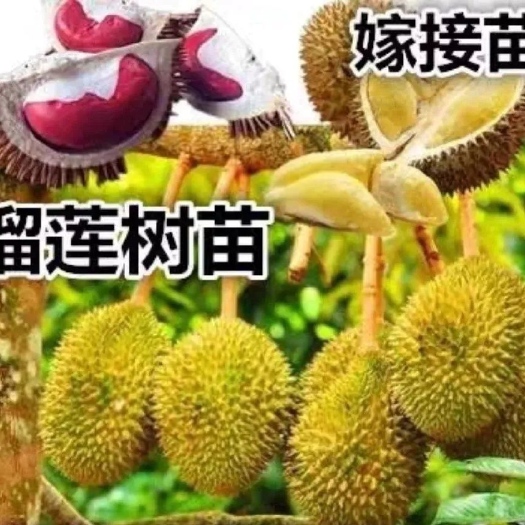 灵山县榴莲树苗猫山王榴莲苗金枕头榴莲果树苗嫁接盆栽地栽南北方种植