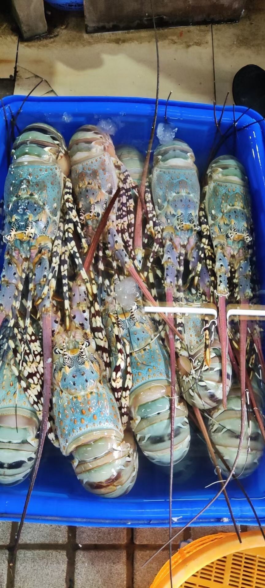 活冻锦绣大花龙锦绣花龙冰花龙虾大龙虾带证食材供应