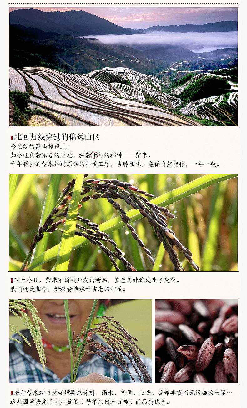包邮～云南红河墨江紫米紫糯米老品种紫米