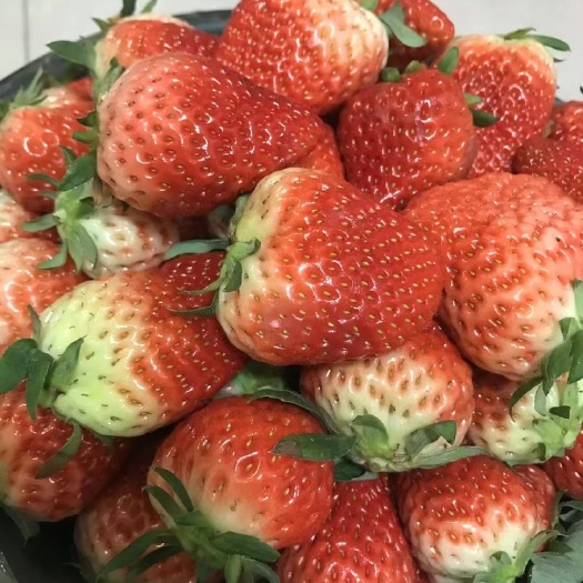 西安牛奶草莓