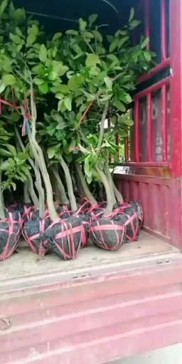 靖州县红心柚苗