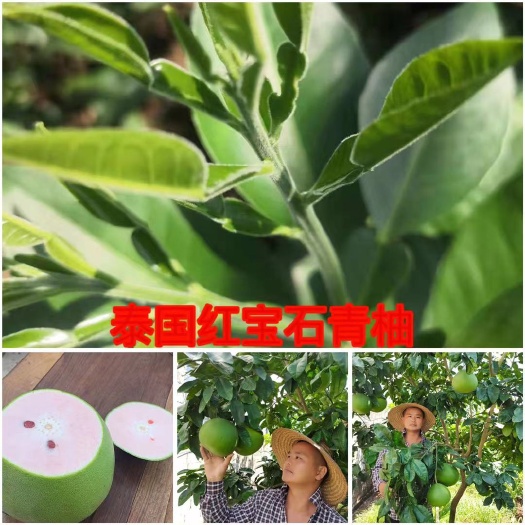 容县柚树苗 泰国红宝石柚苗 品种保证 苗圃基地发货