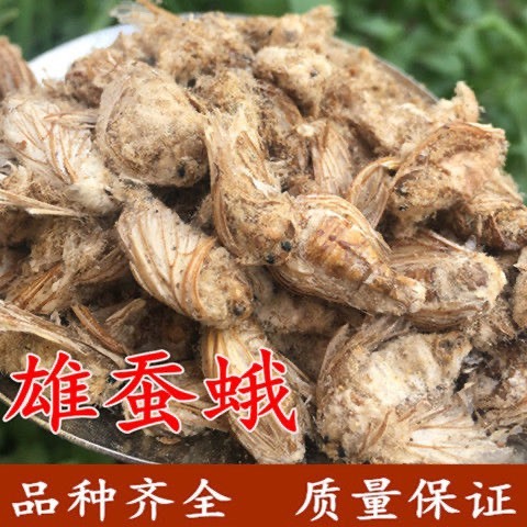 亳州正品雄蚕蛾中药材雄蚕蛾雄蚕蛾未交配晚蚕蛾粉男人泡酒料